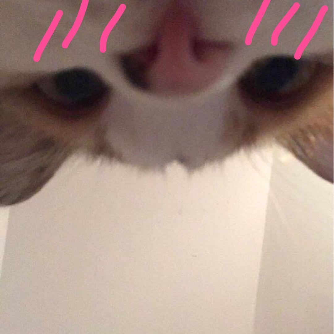 kotownica2137 avatar