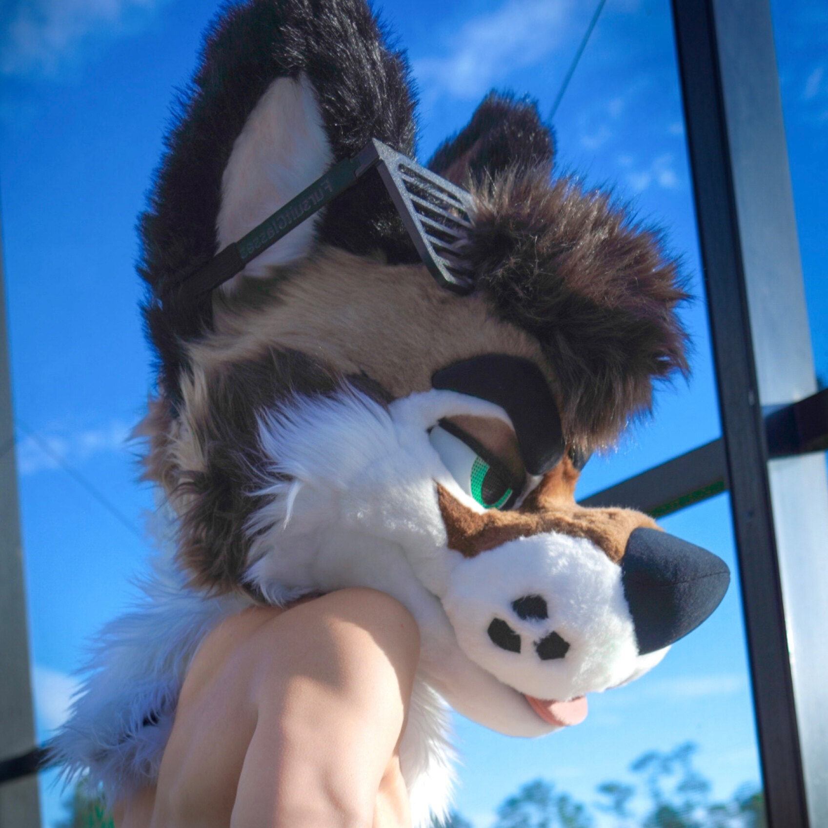 palacewolf