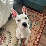 vivian ogletree avatar