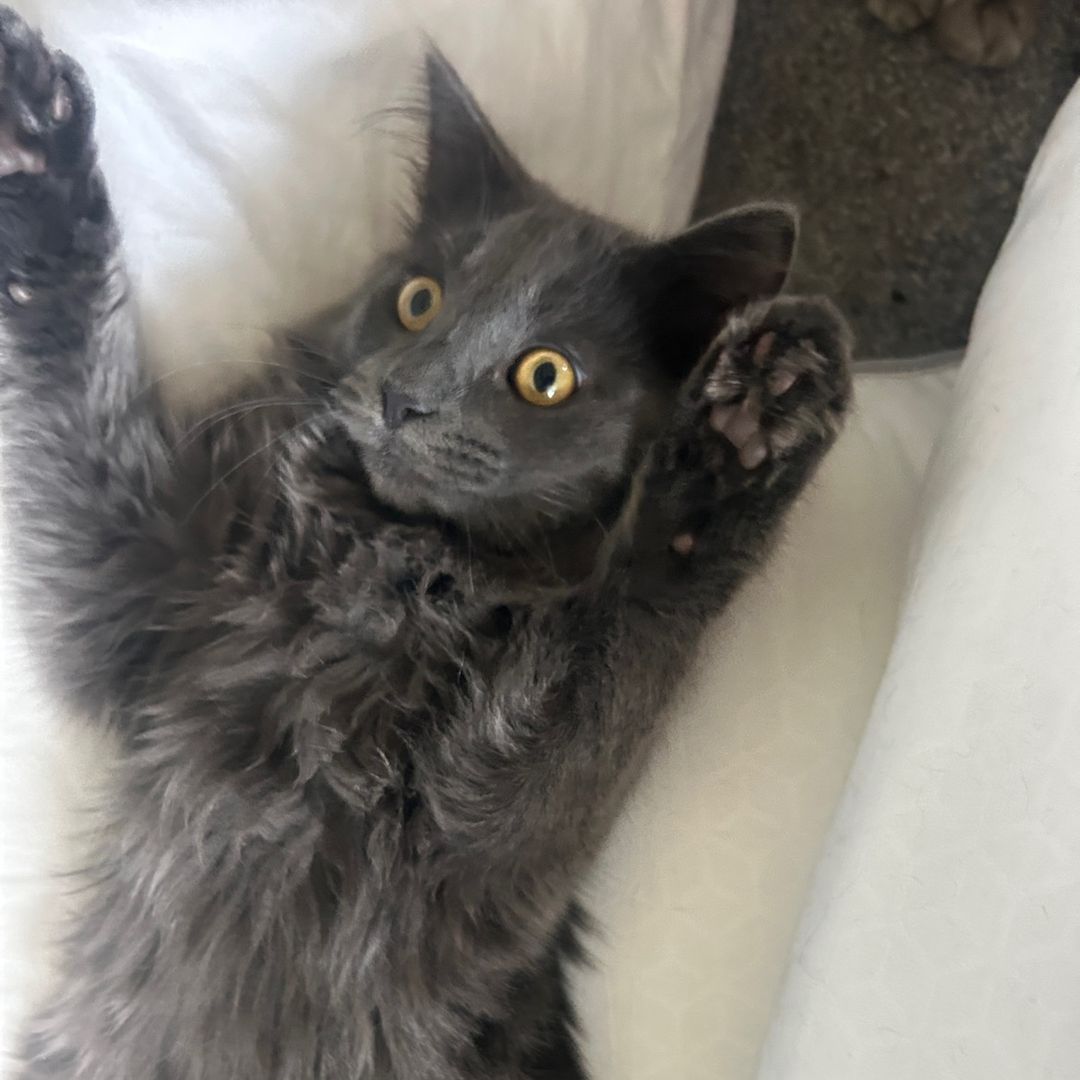 long island iced tweaaaaa