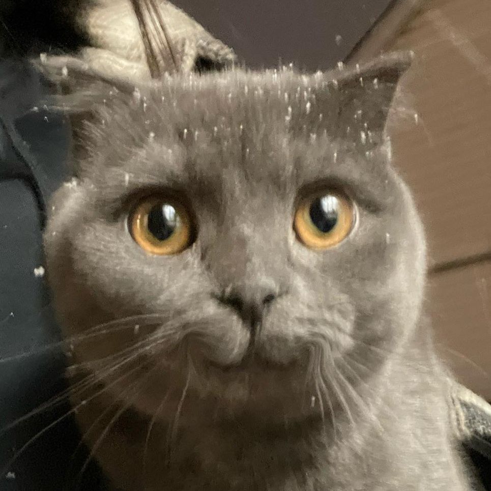 bunniemmie avatar